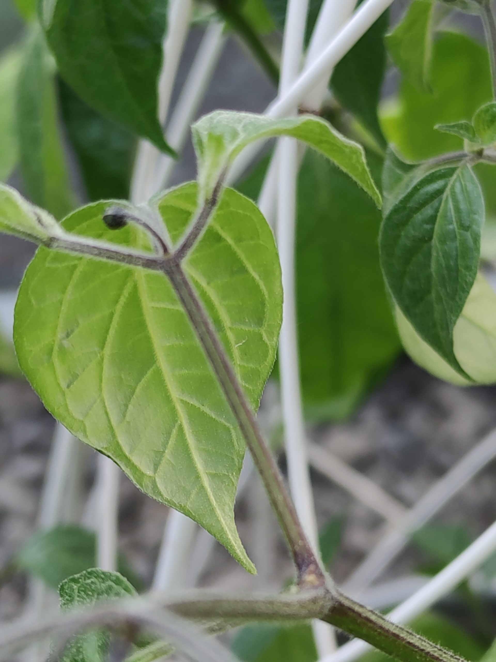 Turbo Pube nupuilla – Kilpo.net